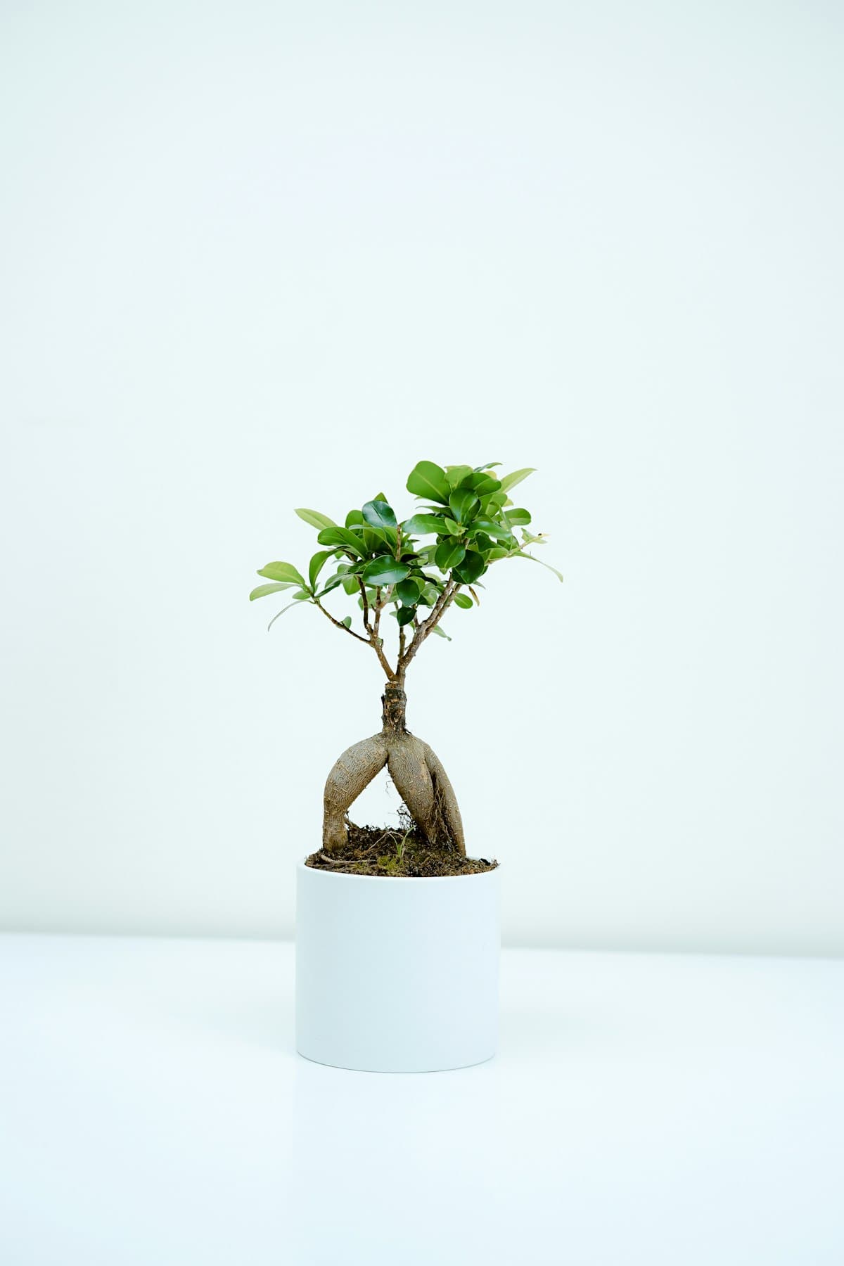 Why Every Bonsai Collector Needs a Succession Plan